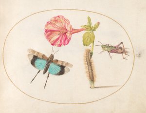 Plate 51: Grasshoppers and a Caterpillar with a Four O