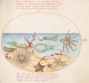 Plate 53: Sea Cucumbers, Coral, Octopus, Starfish, Squid, and Other Sea Creatures by Joris Hoefnagel