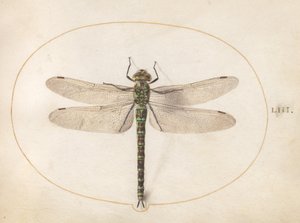 Plate 53: Southern Hawker Dragonfly by Joris Hoefnagel