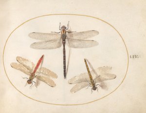 Plate 54: Hairy Dragonfly and Two Darters by Joris Hoefnagel