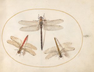 Plate 54: Hairy Dragonfly and Two Darters by Joris Hoefnagel
