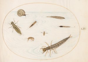 Plate 55: Aquatic Insects and Invertebrates, Including a Snail by Joris Hoefnagel