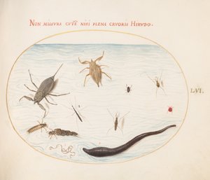 Plate 56: Water Scorpion, Water Measurer, Pond Skater, Red Water Mite, Leech(?), and Other Water Insects by Joris Hoefnagel