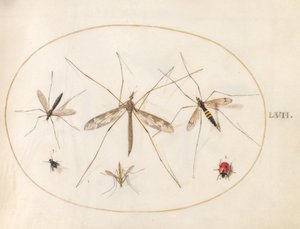 Plate 57: A Ladybug, a Fly, and Four Other Insects by Joris Hoefnagel