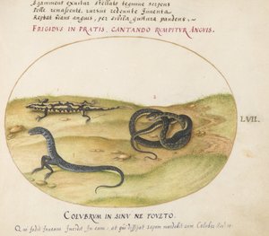 Plate 57: A Snake, a Fire Salamander, and a Snakelike Creature with Two Legs by Joris Hoefnagel