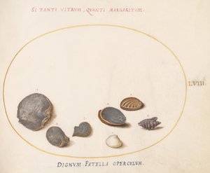 Plate 58: Shells, including Abalone by Joris Hoefnagel