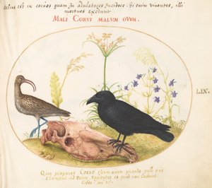 Plate 59: Curlew and Crow with Horse Skull by Joris Hoefnagel