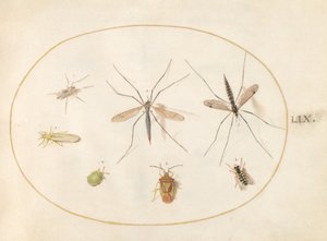 Seven Insects, Including a Hawthorn Shield Bug, Crane Flies, and a Hoverfly (Plate 59) by Joris Hoefnagel