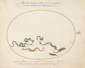 Snakes and a Lizard by Joris Hoefnagel