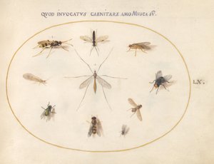 Plate 60: Flies and Other Insects by Joris Hoefnagel