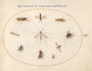 Flies and Other Insects by Joris Hoefnagel