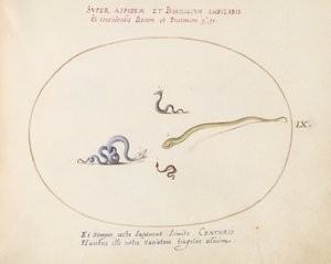 Plate 60: Four Small Snakes by Joris Hoefnagel