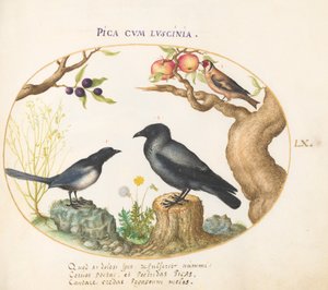 Plate 60: Magpie, Crow, and Goldfinch by Joris Hoefnagel