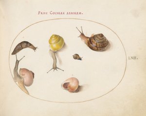Plate 62: A Slug with Snails by Joris Hoefnagel
