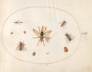 Plate 62: Ten Insects by Joris Hoefnagel