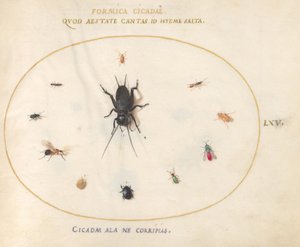 Plate 65: A Cricket Surrounded by Insects by Joris Hoefnagel