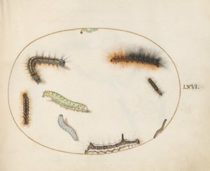 Lackey Moth Caterpillar, Figure of Eight Caterpillar, Grey Dagger Caterpillar, and Other Caterpillars by Joris Hoefnagel