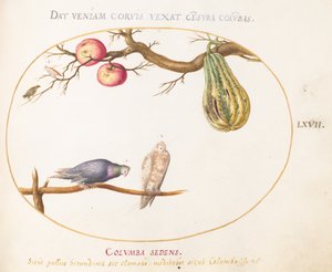 Plate 67: Two Doves beneath a Gourd and Apples by Joris Hoefnagel