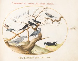 Plate 68: A Ptarmigan, Swallows, and Other Birds by Joris Hoefnagel