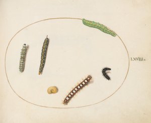 Leafy Spurge Hawkmoth Caterpillar, Mullein Moth Caterpillar, and Other Caterpillars by Joris Hoefnagel