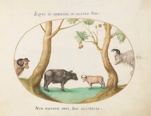 A Variety of Oxen with a Ram and a Water Buffalo by a Plane Tree (Plate 6) by Joris Hoefnagel