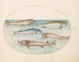 Plate 6: Five Catfish and Sturgeon (?) by Joris Hoefnagel