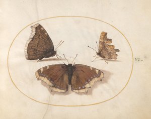 Plate 6: Two Views of a Mourning Cloak (Camberwell Beauty) Butterfly with a Comma Butterfly by Joris Hoefnagel