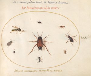 A Roach Surrounded by Insects by Joris Hoefnagel