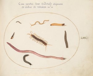 Plate 70: Worm, Centipede, Millipede, and Other Long Creatures by Joris Hoefnagel