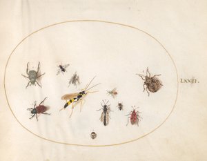 Plate 72: Shield Bug, Cinnamon Bug, Wasp, and Other Insects by Joris Hoefnagel