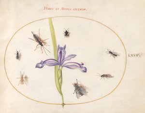 Plate 75: A Fly and Other Insects with an Iris by Joris Hoefnagel
