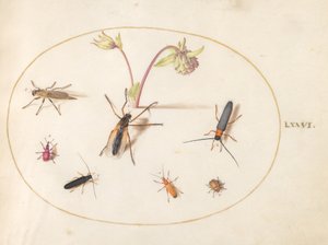 Plate 76: Insects with a Pink and Cream Columbine by Joris Hoefnagel