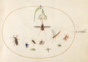 Plate 77: Dotted Bee Fly with a White Flower, a Mayfly, a Blue Weevil, and Other Insects by Joris Hoefnagel