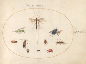 Plate 78: Ten Insects, Including a Blue Fly by Joris Hoefnagel