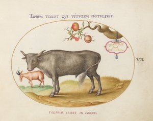Plate 7: A Bull and a Horned Animal by Joris Hoefnagel