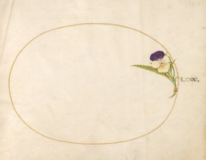 Plate 80: Purple and Yellow Viola