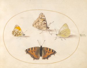 Plate 8: Orange Tip, Painted Lady, Southern Small White, and Small Tortoiseshell Butterflies by Joris Hoefnagel