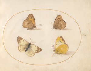 Plate 9: Meadow Brown, Gatekeeper, Clouded Yellow, and Bath White Butterflies by Joris Hoefnagel