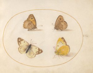 Plate 9: Meadow Brown, Gatekeeper, Clouded Yellow, and Bath White Butterflies by Joris Hoefnagel