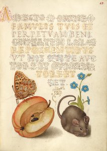 Queen of Spain Fritillary, Apple, Mouse, and Creeping Forget-Me-Not by Joris Hoefnagel