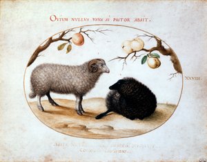 Ram, Black Sheep and Two Apple Branches by Joris Hoefnagel