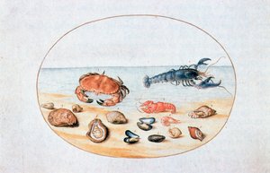 Shells and Shellfish