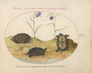 Turtle, c.1575-80 by Joris Hoefnagel