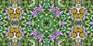 Creatures: Ants in the Passion Flower Field by Josef Johann Michel