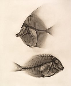 Historical X-ray of a Moorish Idol (Zanclus Cornutus) and a Bluelined Surgeonfish (Acanthurus Nigros) 1896 by Josef Maria Eder