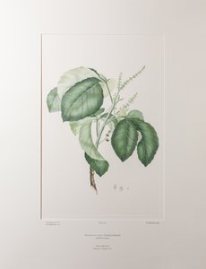 Allophyllus cobbe - Plate 365, Banks