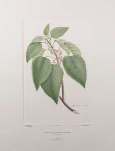 Aristotelia serrata - Plate 419, Banks