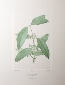 Calophyllum soulattri (Guttiferae) - Plate 362, Banks