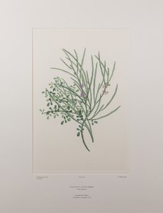 Carmichaelia solandri - Plate 429, Banks