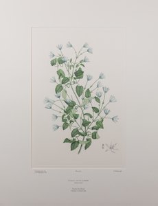 Clematis forsteri (Ranunculaceae) - Plate 402, Banks